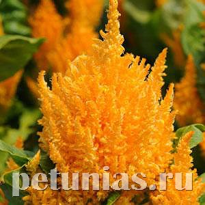 Целозия метельчатая First Flame Yellow - 10 шт 11220 - фото 583
