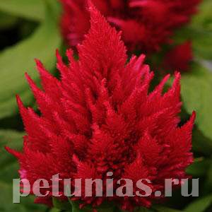 Целозия метельчатая Ice Cream Cherry - 10 шт 11221 - фото 584