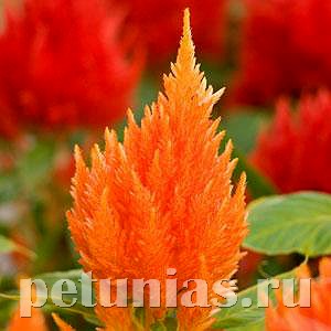 Целозия метельчатая Ice Cream Orange - 10 шт 11223 - фото 586