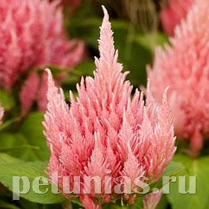 Целозия метельчатая Ice Cream Pink - 10 шт 11224 - фото 587