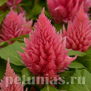 Целозия метельчатая Ice Cream Salmon - 10 шт 11225 - фото 588
