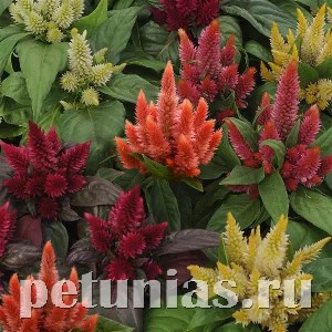 Целозия Kosmo Mix - 3 шт 11229 - фото 592