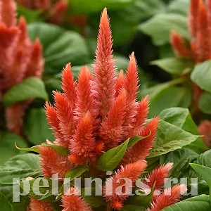 Целозия Kosmo Orange - 5 шт 11230 - фото 593