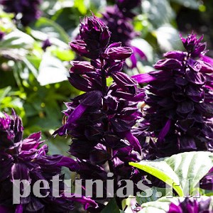 Сальвия Mojave Purple - 10 шт 11166 - фото 596