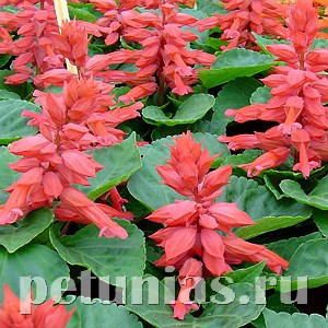 Сальвия Reddy Pink - 10 шт 11175 - фото 605