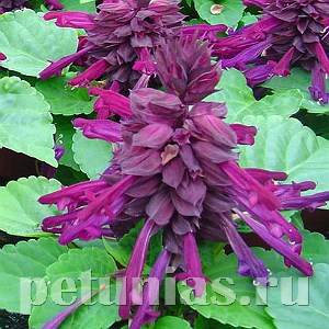Сальвия Reddy Purple - 10 шт 11176 - фото 606