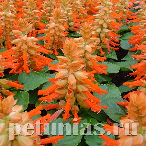 Сальвия Reddy Salmon - 10 шт 11177 - фото 607