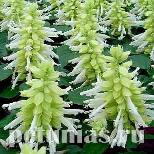 Сальвия Reddy White - 10 шт 11179 - фото 609