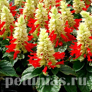 Сальвия Reddy White Surprise - 10 шт 11180 - фото 610