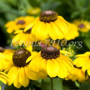 Рудбекия Toto Lemon - 10 шт 11155 - фото 612