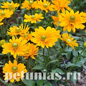 Рудбекия Amarillo Gold - 5 шт 11157 - фото 614