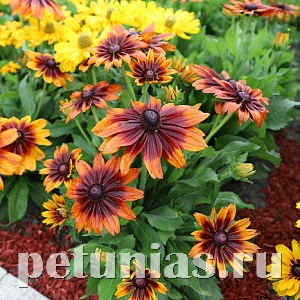 Рудбекия Autumn Colours - 5 шт 11158 - фото 615