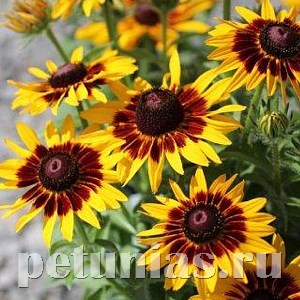 Рудбекия Denver Daisy - 5 шт 11159 - фото 616