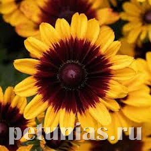 Рудбекия Pawnee Spirit - 5 шт 11163 - фото 619