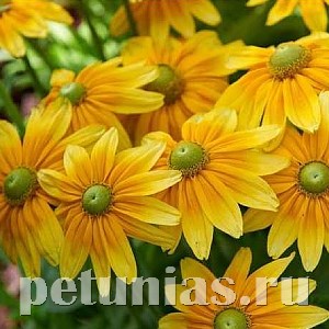 Рудбекия Praire Sun - 5 шт 11164 - фото 620