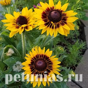 Рудбекия Sonora - 5 шт 11165 - фото 621