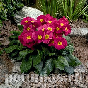 Примула Crescendo Bellarosa - 5 шт 11130 - фото 624