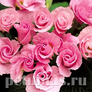 Примула Primlet Pink Shades - 3 шт 11141 - фото 635
