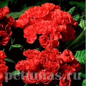 Примула Primlet Scarlet Red Shades - 3 шт 11145 - фото 639