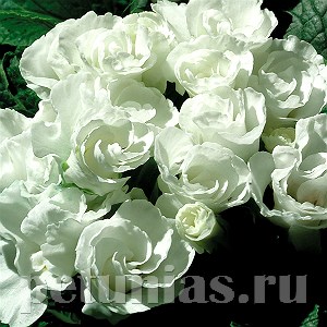 Примула Primlet White - 3 шт 11147 - фото 640
