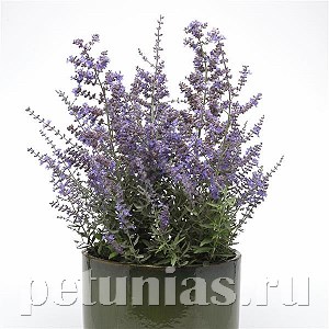 Перовския Bluesette - 3 шт 10835 - фото 656