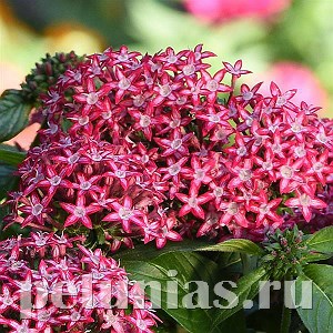 Пентас Glitterati Red Star - 5 шт 10826 - фото 658