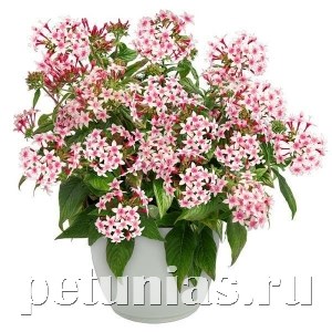 Пентас Graffiti Appleblossom - 3 шт 10827 - фото 659