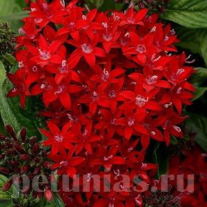 Пентас Lucky Star Dark Red - 5 шт 10828 - фото 660