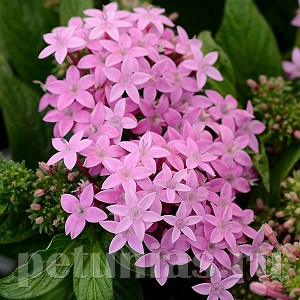 Пентас Lucky Star Lavender - 5 шт 10830 - фото 662
