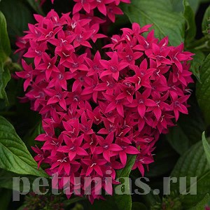 Пентас Lucky Star Lipstick - 5 шт 10831 - фото 663