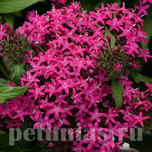 Пентас Lucky Star Violet - 5 шт 10833 - фото 665