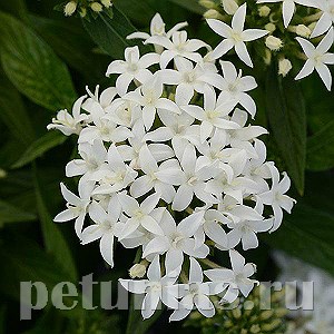 Пентас Lucky Star White - 5 шт 10834 - фото 666