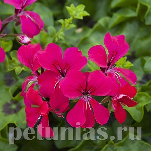 Пеларгония Reach Out Hot Pink - 3 шт 10819 - фото 668