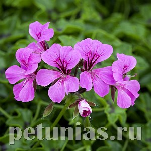 Пеларгония Reach Out Light Purple - 3 шт 10820 - фото 669