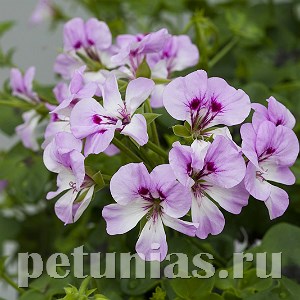 Пеларгония Reach Out Lilac Bicolor - 3 шт 10821 - фото 670