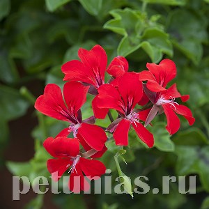 Пеларгония Reach Out Red - 3 шт 10823 - фото 672