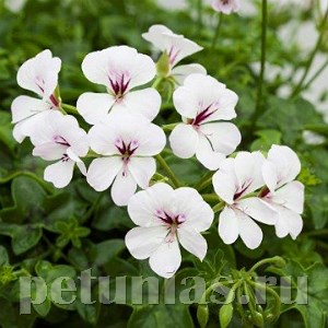 Пеларгония Reach Out White - 3 шт 10824 - фото 673