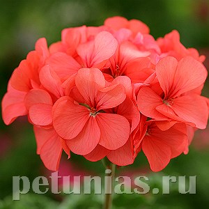 Пеларгония Horizon Coral Spice - 3 шт 10815 - фото 676