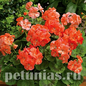 Пеларгония Pinto Premium Salmon Splash - 3 шт 10818 - фото 679