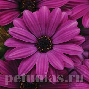 Остеоспермум Akila Purple - 3 шт 10810 - фото 683