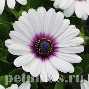 Остеоспермум Akila White Purple Eye - 3 шт 10813 - фото 686