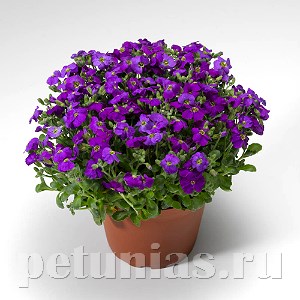 Обриета Audrey Deep Blue Shades - 10 шт 10801 - фото 688