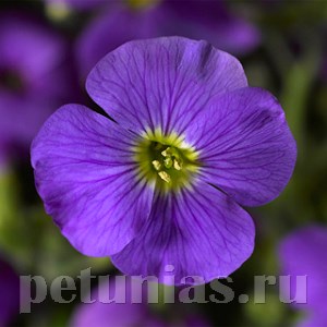 Обриета Audrey Light Blue - 10 шт 10802 - фото 689