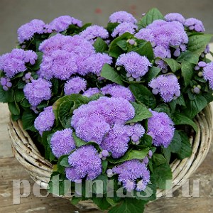 Агератум Aloha Blue - 10 шт 10030 - фото 68