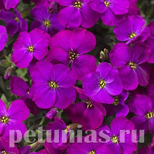 Обриета Audrey Purple Shades - 10 шт 10803 - фото 690