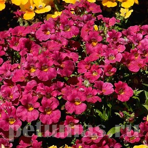 Немезия Nebula Rosy Red - 5 шт 10794 - фото 697