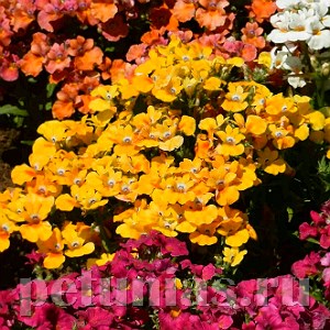 Немезия Nebula Yellow - 5 шт 10796 - фото 699