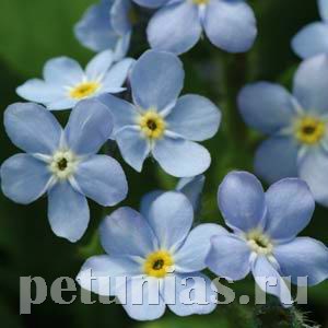 Незабудка Mon Amie Blue - 5 шт 10791 - фото 700