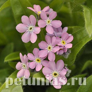 Незабудка Mon Amie Pink - 5 шт 10792 - фото 701