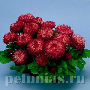 Маргаритка Habanera Red - 5 шт 10776 - фото 702